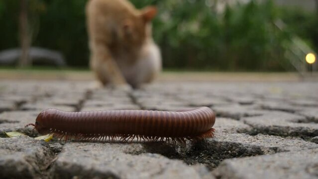 A centipede finds its way into a hotel in Thailand, a cat in the background
