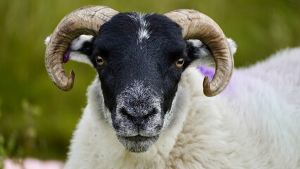portrait of a sheep