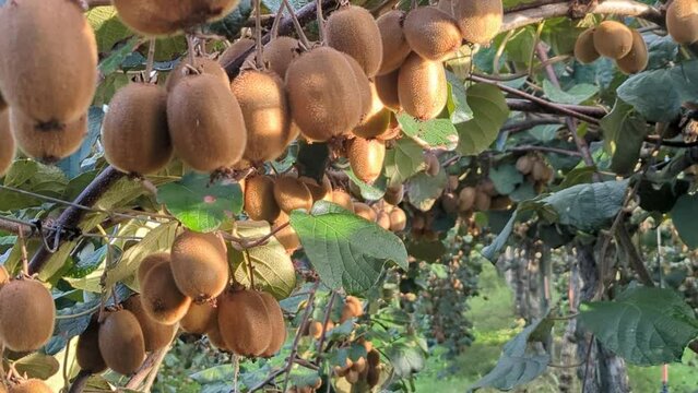 kiwifruit plantation in the south of france 