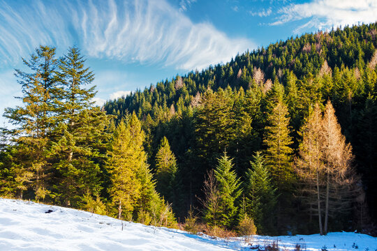 mountainous nature landscape in winter. forest on a snow covered hill. frosty sunny day
