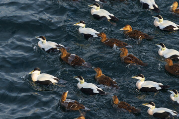 Obraz premium Common eider (Somateria mollissima)