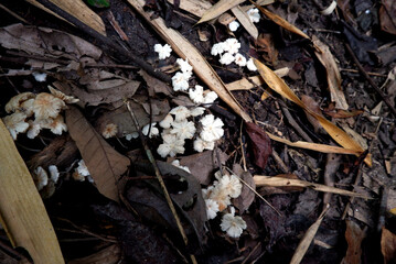 Mushroom flowers on the ground with many dry leaves