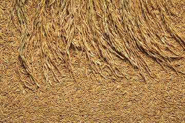 Background of rice ears and paddy. Ears of rice.