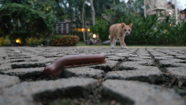 A centipede finds its way into a hotel in Thailand, a cat in the background