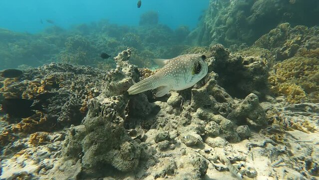 POV, globe fish in the coral of bora bora, ploynesia 
