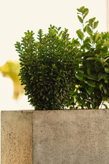 Photo of little trees in concrete vase.