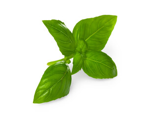 Fresh green basil leaves isolated on white