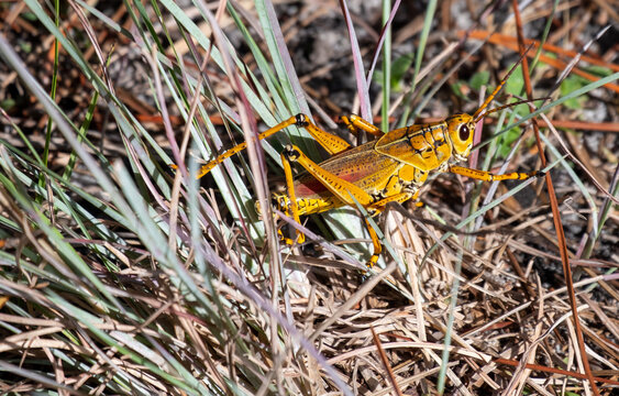 Yellow Grasshopper On Grass