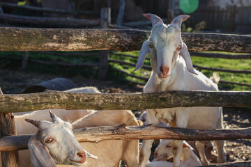 Cute goats inside of paddock at farm
