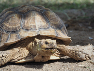 Fototapeta premium Desert tortoise on the ground