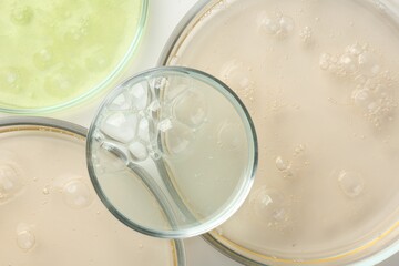 Petri dishes with different liquid samples on white background, top view
