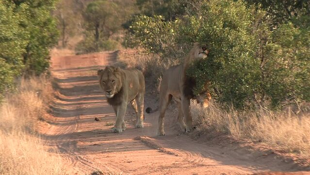 Male lions walk together on a dirt road, one makes a scent mark on a bush.