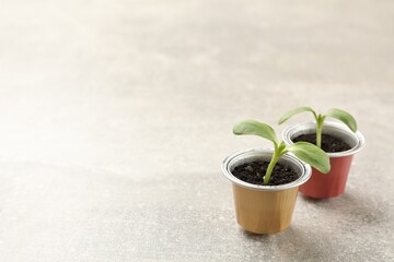 Coffee capsules with seedlings on light grey table, space for text