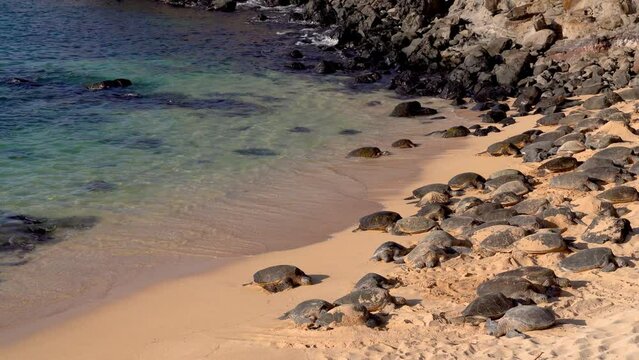 Wild Honu giant Hawaiian green sea turtles on the sandy beach at Hookipa Beach Park, Maui Hawaii. Ho&rsquo;okipa Beach Road to Hana. for windsurfing, surf site for wind, big waves, Turtles drying on sand
