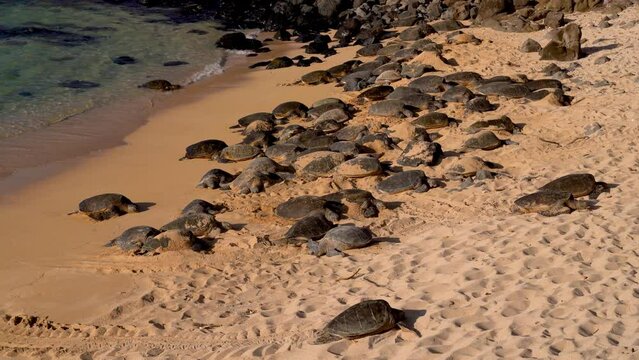 Resting Wild Honu giant Hawaiian green sea turtles on the sandy beach at Hookipa Beach Park, Maui Hawaii. Ho&rsquo;okipa Beach Road to Hana. for surf site for wind, big waves, Turtles drying on sand