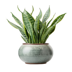 Green Pot with Snake Plant Isolated on Transparent or White Background, PNG