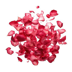 Rose petals falling in motion Isolated on Transparent or White Background, PNG