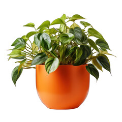 Orange Pot with Pothos Plant Isolated on Transparent or White Background, PNG