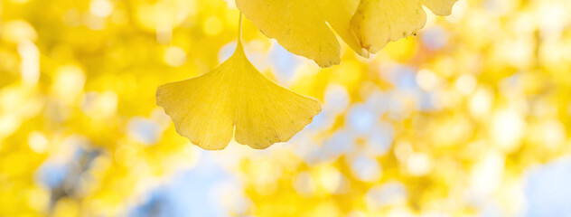 Beautiful yellow ginkgo, gingko biloba tree forest in autumn season. - obrazy, fototapety, plakaty
