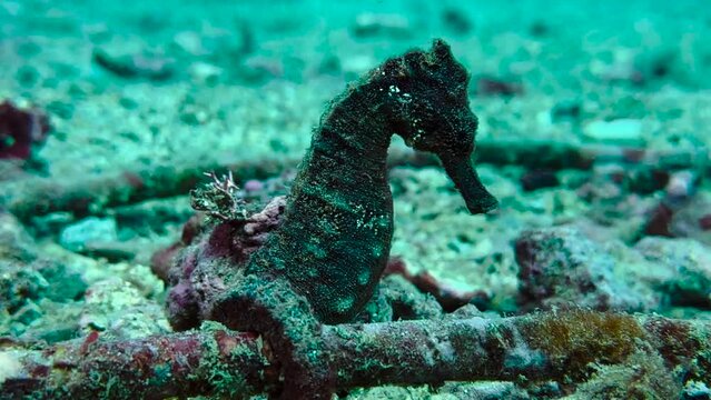 SMOOTH SEA HORSE, Hippocampus kuda Bleeker holding onto a cable, calm beautiful aquatic . Koloa Landing , Kauai, Hawaii. November, 2023