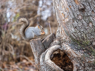 A squirrel in the autumn eats nuts from a human hand. Eurasian red squirrel, Sciurus vulgaris