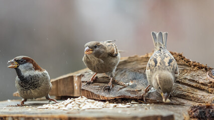 Three sparrows Passer Domesticus are eating sunflower seeds.