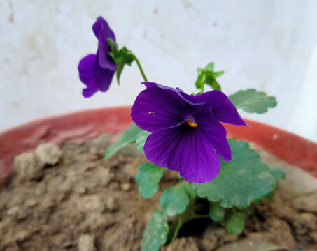 Viola odorata also known as Purple pancy flower ia a flowering plant in the family of Violaceae, in the flower pot. purple pancy flower commonly known wood violet or garden violet. 