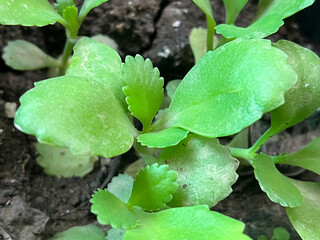 green Kalanchoe hybrid leaves in the garden