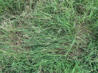 fresh green grass texture background