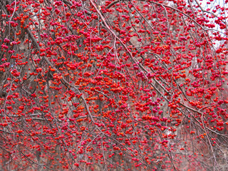 Bright red small wild apples among the yellow leaves in autumn.