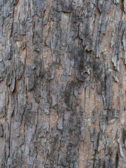 Bark texture and background of a old fir tree trunk. Detailed bark texture. Natural background
