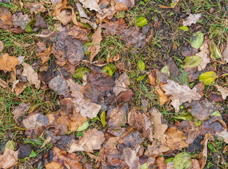 Orange, brown and yellow fallen oak leaves in the sunlight.