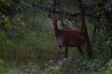 Amazing hind ,,Cervus elaphus,, on danubian forest, Slovakia
