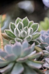 Fototapeta premium succulnet in pot 