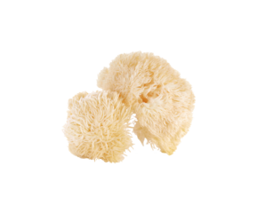 Hericium erinaceus mushroom (monkey head mushroom, bearded tooth fungus, bearded hedgehog mushroom, pom pom, lion's mane mushroom) transparent png