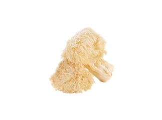 Hericium erinaceus mushroom (monkey head mushroom, bearded tooth fungus, bearded hedgehog mushroom, pom pom, lion's mane mushroom) transparent png