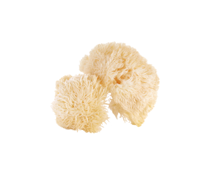 Hericium erinaceus mushroom (monkey head mushroom, bearded tooth fungus, bearded hedgehog mushroom, pom pom, lion's mane mushroom) transparent png