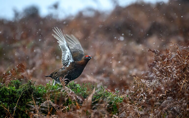 Red Grouse in the snow, Peak District