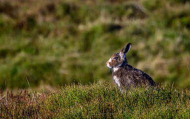 Resting mountain hare, Peak District