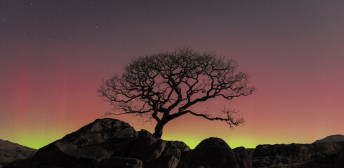 Twisted Oak tree with the Aurora Borealis 