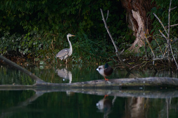 Amazing grey heron,, Ardea cinerea,, on danubian wetland in summer morning, Slovakia