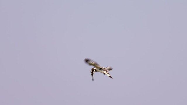 female Pied Kingfisher (Ceryle rudis) hovering whilst hunting for fish