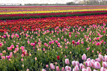 Colorful multicolored blooming tulips on a field in Holland