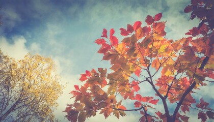 colorful fall tree leafs against sky vintage background