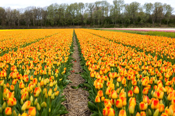 Yellow with smears of red on the petals of tulips near rare trees