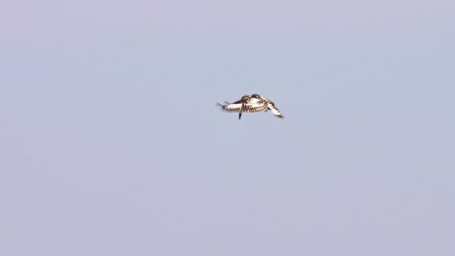 female Pied Kingfisher (Ceryle rudis) hovering whilst hunting for fish
