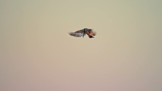 female Pied Kingfisher (Ceryle rudis) hovering whilst hunting for fish in the sunset light