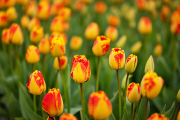 Fototapeta premium Exotic yellow-red goblet-shaped tulips close-up