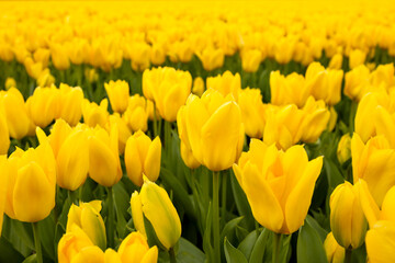 Obraz premium Bright yellow sunny, goblet-shaped flowers tulip flowers close-up