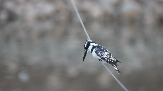 female Pied Kingfisher (Ceryle rudis) perching on a wire